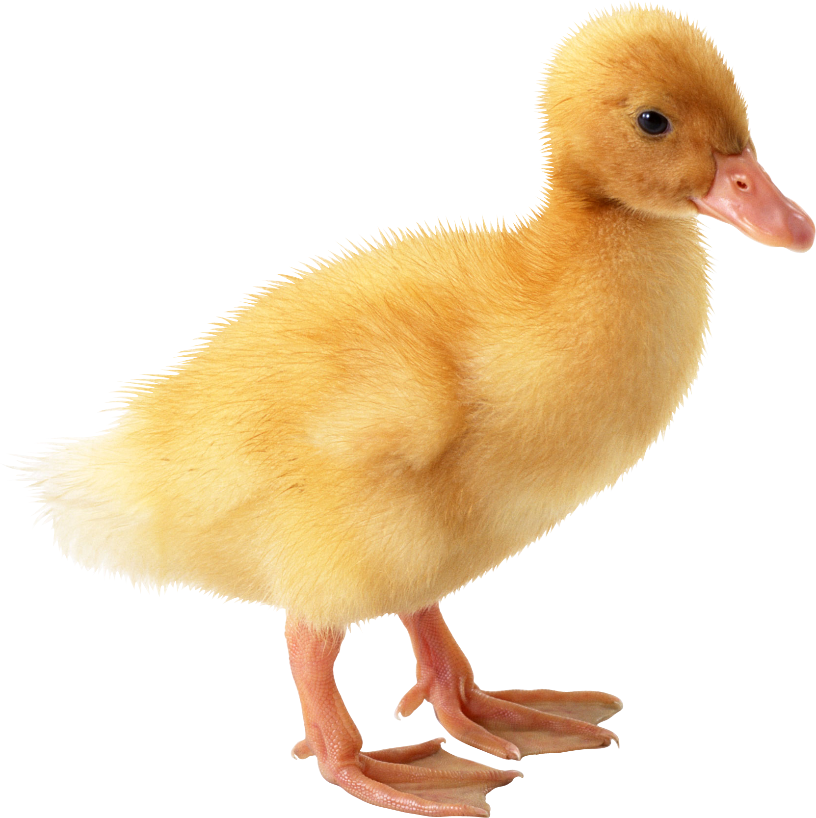 duck